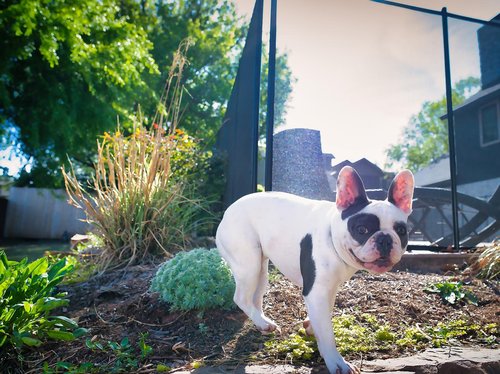 Puppy At Safety Fence